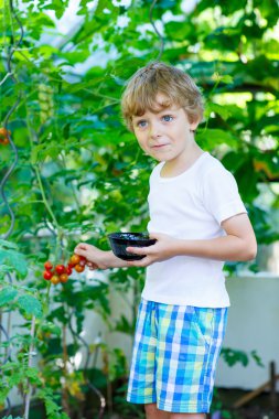 serada domates toplama küçük çocuk çocuk