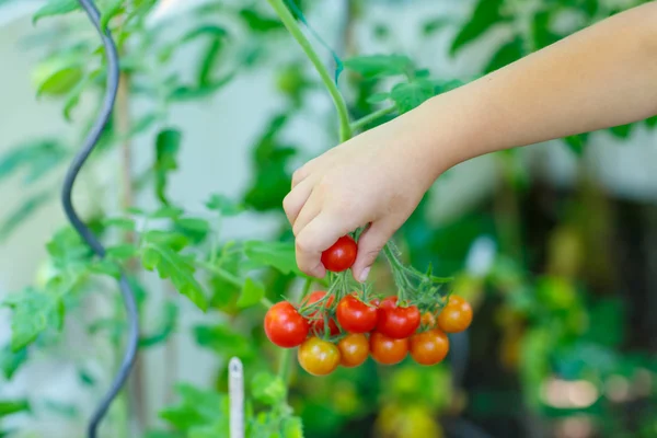Mão de criança pequena pegando tomates em estufa — Fotografia de Stock
