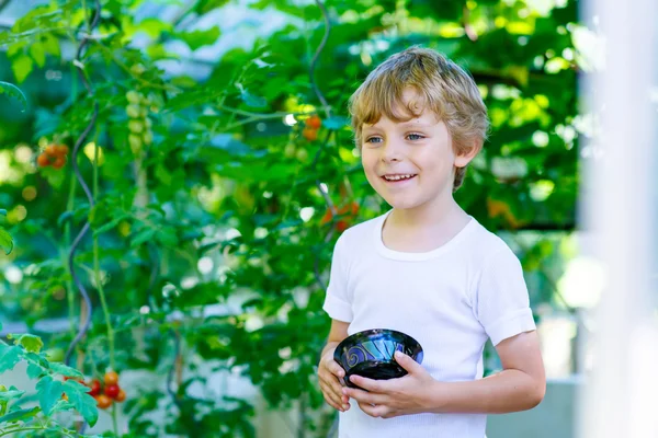 Liten unge pojke plocka tomater i växthus — Stockfoto