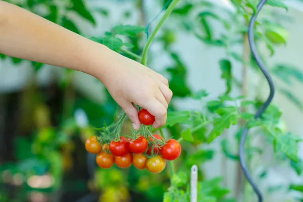 Hand of little kid picking tomatoes in greenhouse — Stock Photo, Image