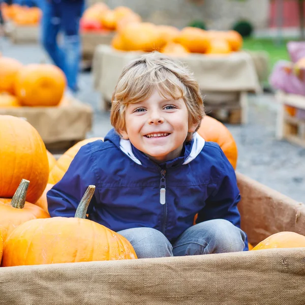 Little kid boy on pumpkin farm celebrating thanksgiving — Stock Photo, Image