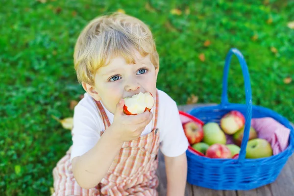 Little toddler boy picking red apples in orchard — Stock Photo, Image