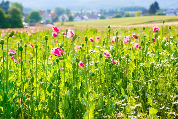 Flor rosa amapola, enorme campo de flores en flor — Foto de Stock