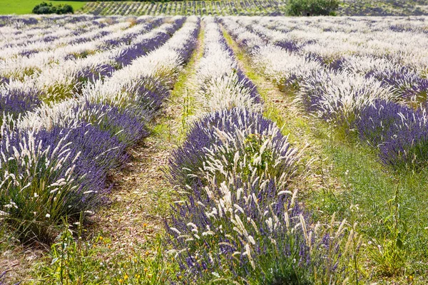 Лавандовые поля рядом с Valensole в Провансе, Франция . — стоковое фото
