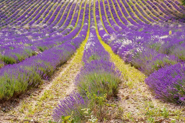 Lavendelvelden in de buurt van valensole in provence, Frankrijk. — Stockfoto