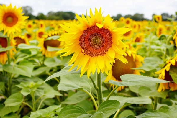 Zonnebloem veld, provence in Zuid-Frankrijk. — Stockfoto