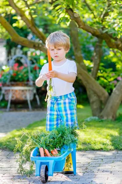 Engraçado menino com cenouras no jardim — Fotografia de Stock
