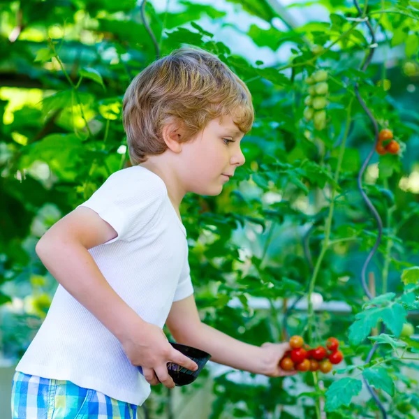 Menino pequeno pegando tomates em estufa — Fotografia de Stock