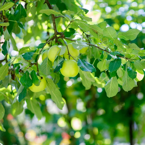 Zielone jabłka na gałęzi gotowej do zbioru, na zewnątrz — Zdjęcie stockowe