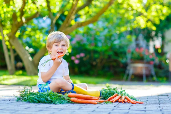 Rolig liten unge pojke med morötter i trädgården — Stockfoto