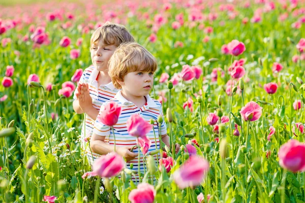Two little kid boys in blooming poppy field