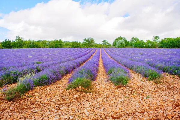 Lavendelfelder in der Nähe von Valensole in der Provence, Frankreich. — Stockfoto