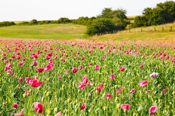 Flor rosa amapola, enorme campo de flores en flor — Foto de Stock