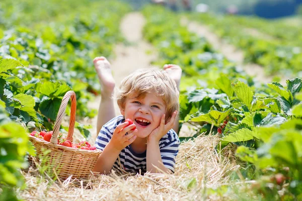 Kleiner Junge pflückt Erdbeeren auf Bauernhof, im Freien. — Stockfoto