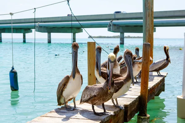 Grandes pelícanos marrones en Islamorada, Florida Keys —  Fotos de Stock