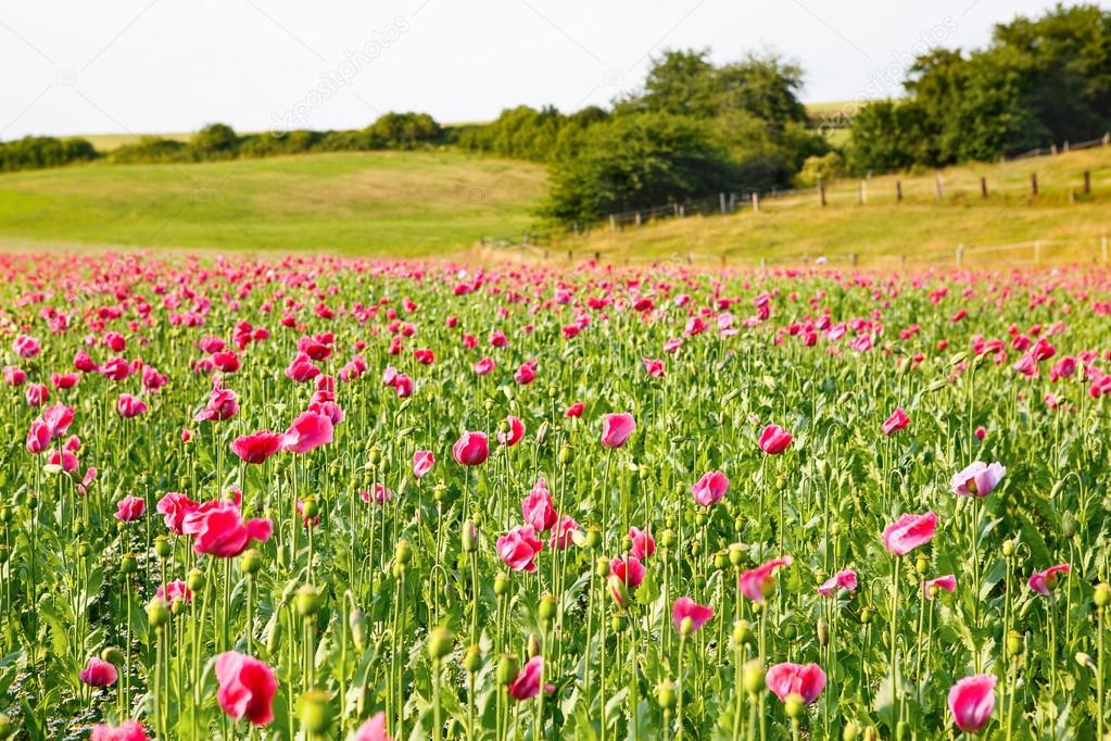 Pink blooming poppy, huge field of blossoming flowers