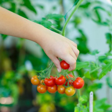 Küçük çocuk serada domates toplama el