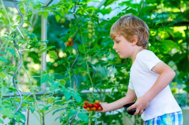 serada domates toplama küçük çocuk çocuk