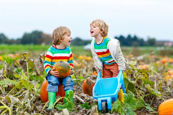 İki küçük çocuk çocuklar ile büyük kabak yama