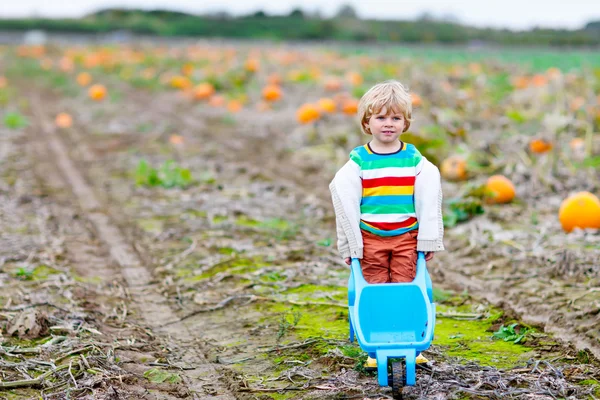 Cute blond kid boy with big pumpkins on patch — Stock Photo, Image