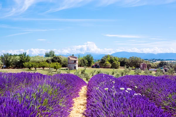 Campi di lavanda vicino Valensole in Provenza, Francia al tramonto — Foto Stock