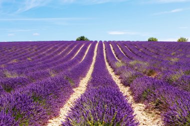 Lavanta alanları Valensole Provence, Fransa yakınındaki çiçek açan.