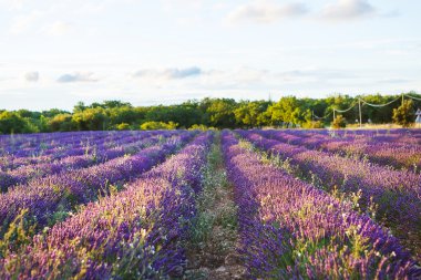 Lavanta alanları yakınında valensole Provence, Fransa.