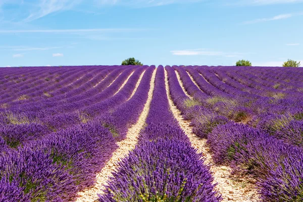 Blommande lavendel fält nära Valensole i Provence, Frankrike. — Stockfoto