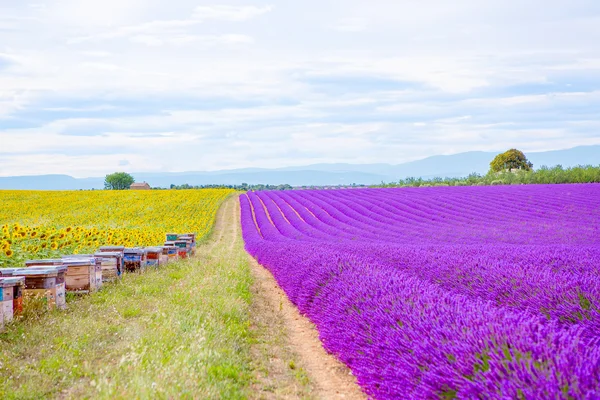 薰衣草田附近 Valensole 在普罗旺斯，法国在日落 — 图库照片