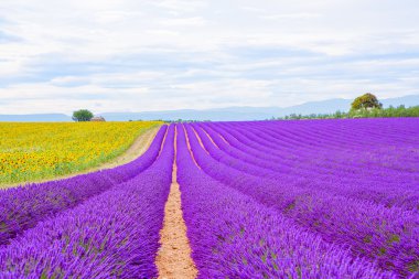 Valensole Provence, Fransa Sunset'teki yakınındaki lavanta alanlar