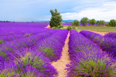 Valensole Provence, Fransa Sunset'teki yakınındaki lavanta alanlar