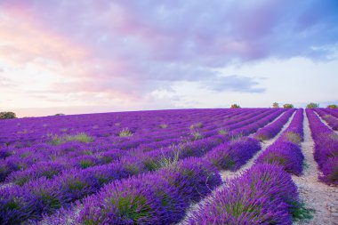 Valensole Provence, Fransa Sunset'teki yakınındaki lavanta alanlar