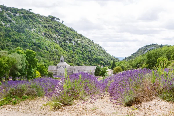 Abadia de Senanque e florescendo linhas flores de lavanda — Fotografia de Stock