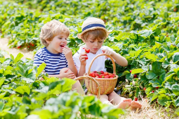 Two little sibling boys on strawberry farm in summer — Stock Photo, Image
