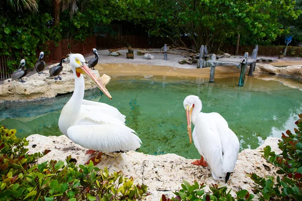 Grandes pelícanos blancos en Miami, Florida. Estados Unidos —  Fotos de Stock