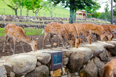 Japonya'nın Nara parkında birçok geyik. Kutsal hayvanlar
