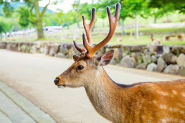 Nara parkında majestetic geyik, Japonya.