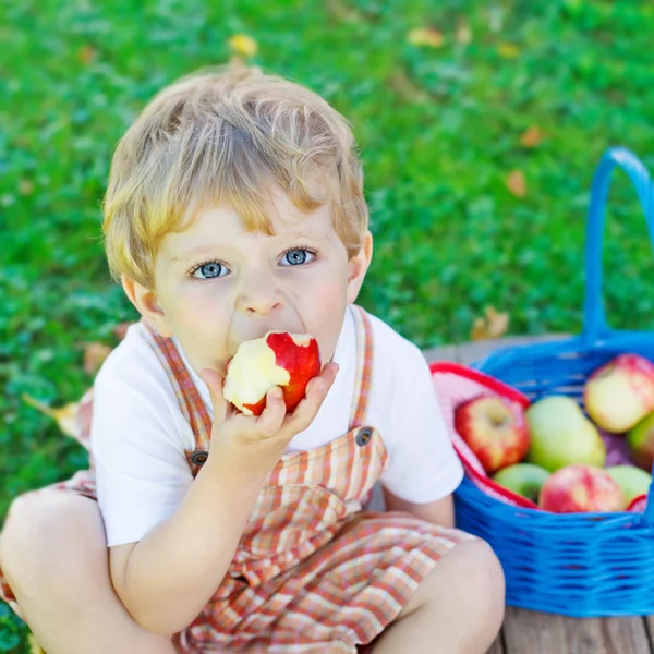 Little toddler boy picking red apples in orchard