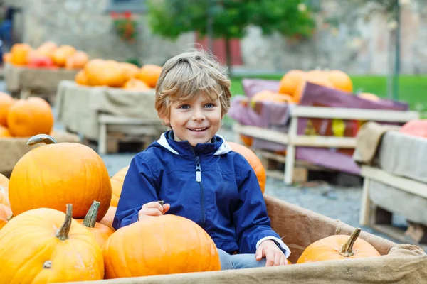 Little kid boy on pumpkin farm celebrating thanksgiving — Stock Photo, Image