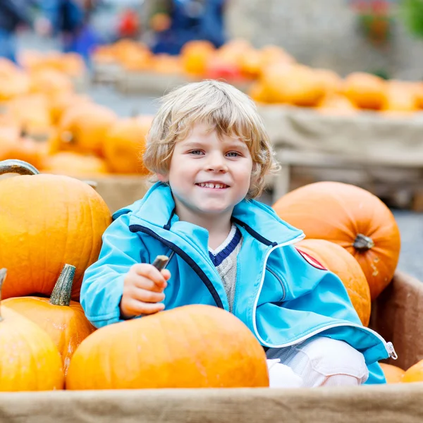 Little kid boy on pumpkin farm celebrating thanksgiving — Stock Photo, Image