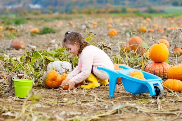 Küçük kız kabak yama üzerinde tarım — Stok fotoğraf