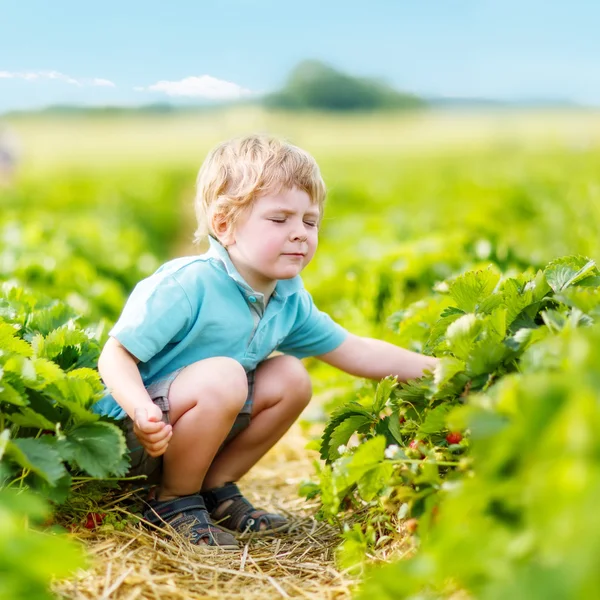 Çiftlikte, açık havada çilek toplama küçük çocuk çocuk. — Stok fotoğraf