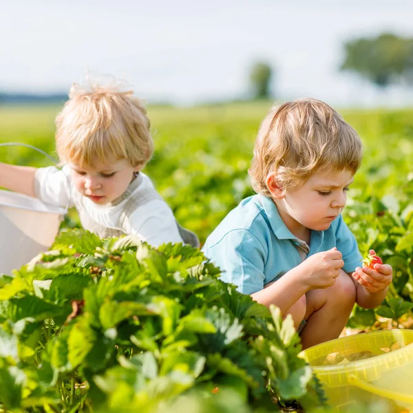 Due fratellini nella fattoria delle fragole in estate — Foto Stock