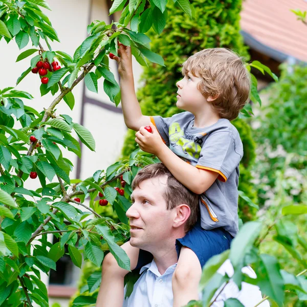 Little kid boy och far plocka körsbär i trädgården — Stockfoto