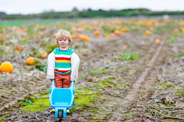 Cute blond kid boy with big pumpkins on patch — Stock Photo, Image