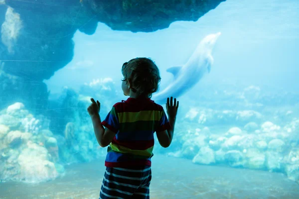 Niño observando delfines en un área recreativa, acuario — Foto de Stock