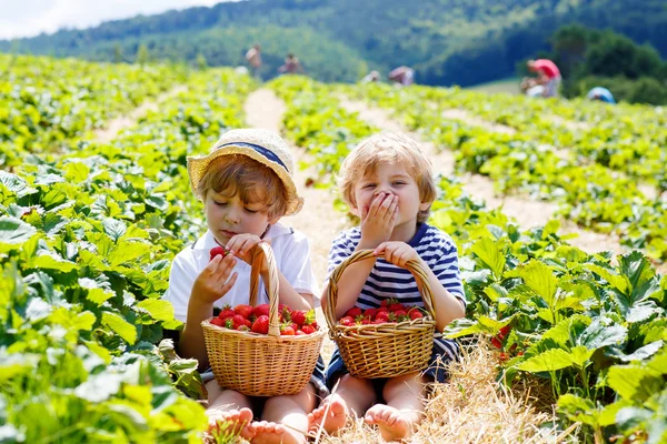 Two little sibling boys on strawberry farm in summer — Stock Photo, Image