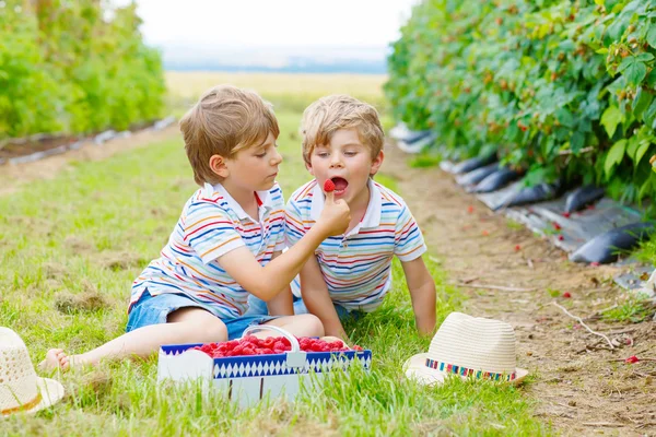 Två små vänner, barn pojkar har kul på hallon gård — Stockfoto