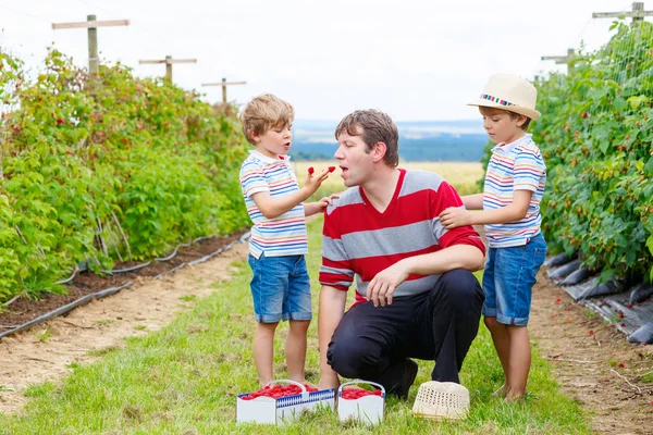 Twee kleine jongen jongens en vader plezier op raspberry farm — Stockfoto