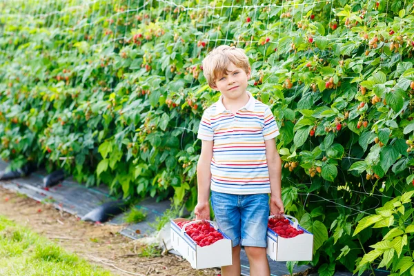 Malý chlapec dítě baví na malinovou farma — Stock fotografie